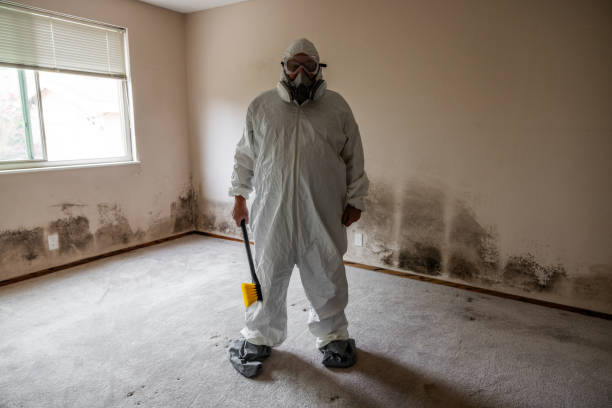 Best White Mold Remediation in Laughlin, NV